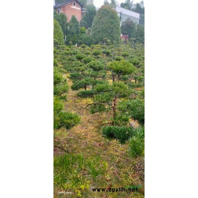 1公分桂花树苗成活好2公分桂花3-5公分四季桂10公分八月桂