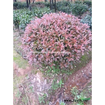 株洲云田征地垃圾桂花苗10-12-15公分桂花低价处理