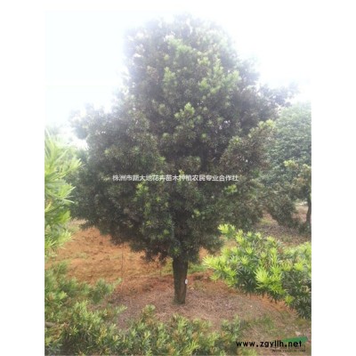 2016*新桂花价格【金桂价格】银桂价格【精品移栽桂花价格】
