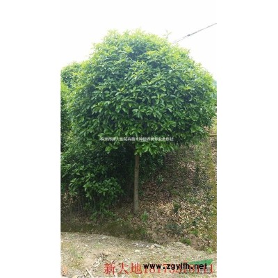 *新红枫品种大集结，红枫价格，湖南红枫价格，添份清新