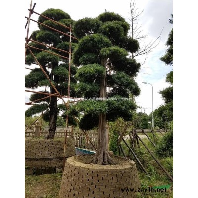 湖南移栽香樟哪里有？买香樟就到湖南新大地苗圃基地