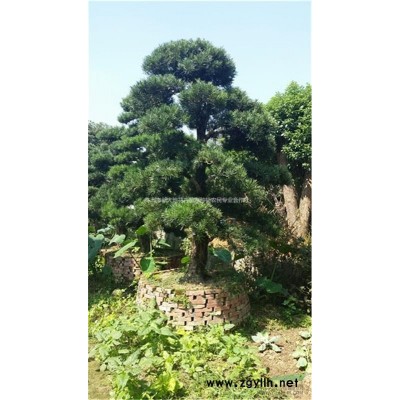 大茶花，湖南大茶花