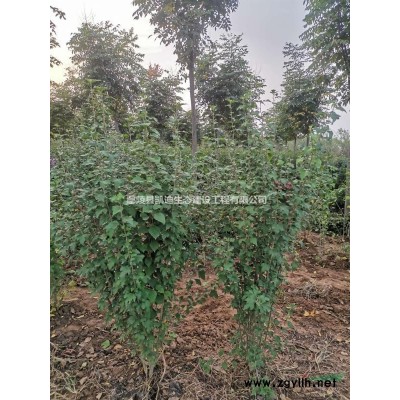 迎春，迎春杯苗