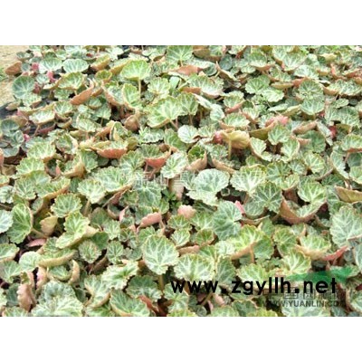 水果兰5加仑 10*12营养钵