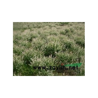 金丝桃  金线蝴蝶 金丝莲