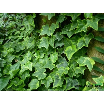 翠芦莉  兰花草 蓝花草