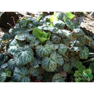 大花月季 、香水月季、壮花月季、观赏月季