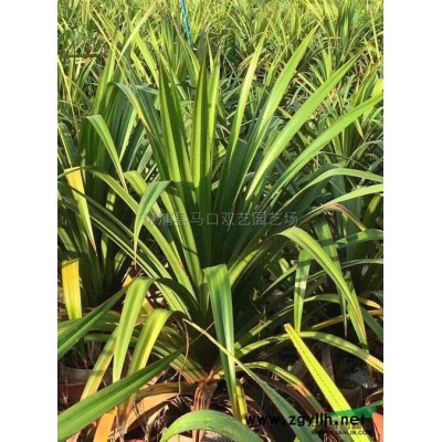 老人葵（华棕）4杆高3米，价格600元图片\老人葵（华棕）4杆高3米，价格600元报价