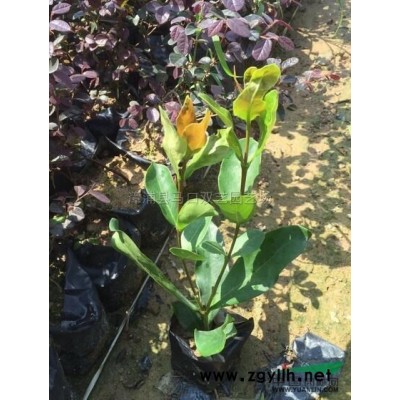 福建老人葵（华棕）3杆高4米，价格700元信息