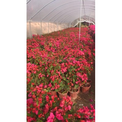 福建小叶榕桩景2*新报价/小叶榕桩景2图片