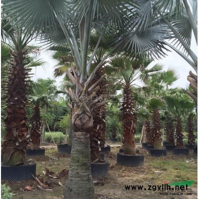 三角梅中国红*新价格/三角梅中国红报价