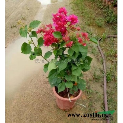 福建三角梅6介绍