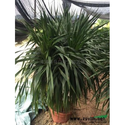 罗汉松2图片\罗汉松2报价