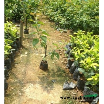 老人葵 （华棕）3供应/老人葵 （华棕）3图片