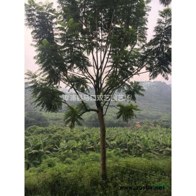 假槟榔2供应/假槟榔2图片