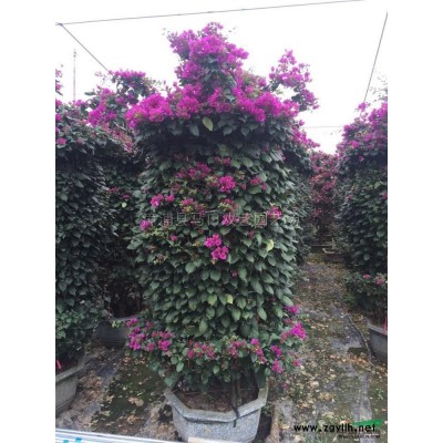 福建黄金香柳（黄金宝树、千层金）2信息