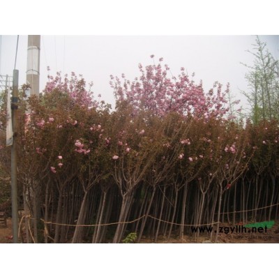 水蜡球供应/水蜡球价格报价/水蜡
