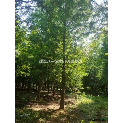 大叶黄杨报价/冬青条价格/冬青苗供应