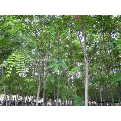 供应五叶地锦50-100公分，爬山虎，常春藤，常青藤，凌霄