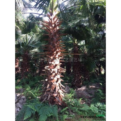 中东海枣（银海枣）3米杆高4，价格750元行情报价\中东海枣（银海枣）3米杆高4，价格750元图片展示