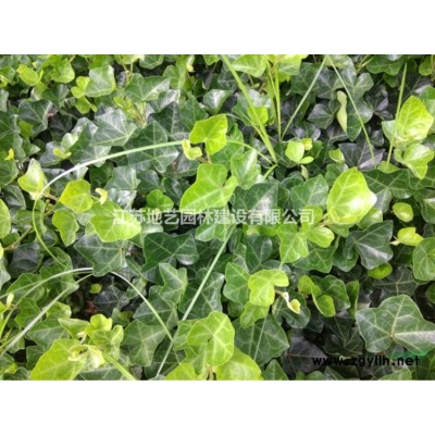江苏扶芳藤价格 江苏小叶扶芳藤价格 江苏大叶扶芳藤价格