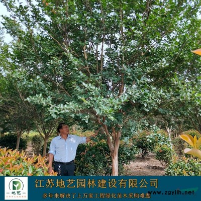 江苏大花萱草基地 江苏大花萱草价格