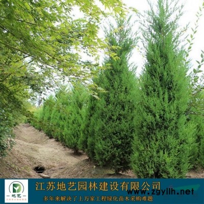 江苏地艺园林苗圃大量供应刺槐 江苏刺槐价格