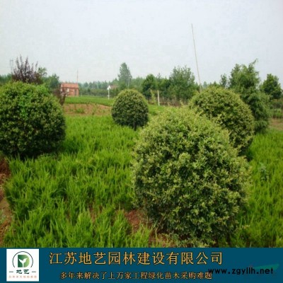 江苏卫矛球价格 江苏地艺园林苗圃基地 江苏胶东卫矛球价格
