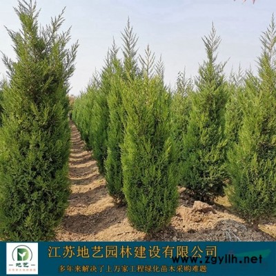 地艺苗圃大量供应卫矛胶东卫矛基地 卫矛价格 胶东卫矛价格