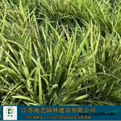 供应圆柏产地 江苏地艺园林苗圃基地 江苏桧柏价格 圆柏价格