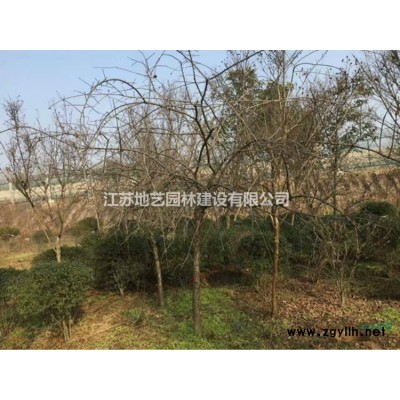 大叶黄杨球基地、大叶黄杨球产地、江苏地艺园林大叶黄杨球