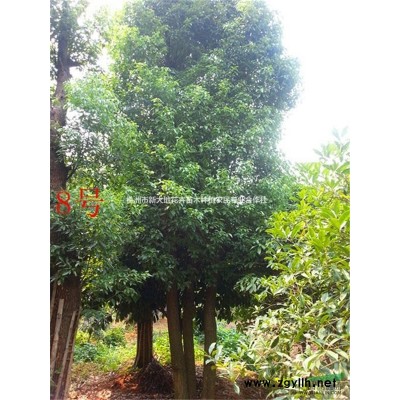 湖南茶花精品系列精品茶花球湖南茶花树湖南嫁接山茶花茶梅小苗
