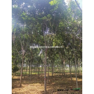 红梅，杏红梅   骨里红