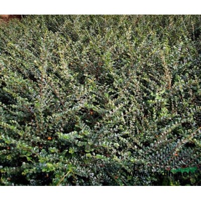 小兔子狼尾草120 160 180双色杯 10*12营养钵