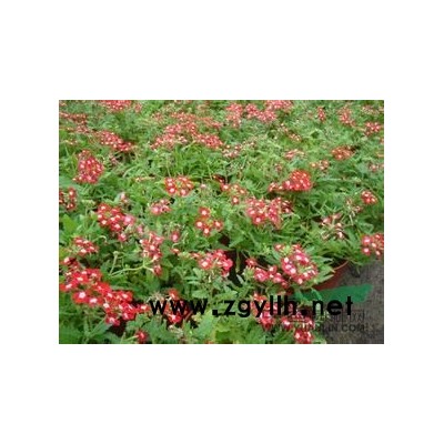 麻叶绣线菊、麻叶绣球、麻叶绣球绣线菊、石棒子