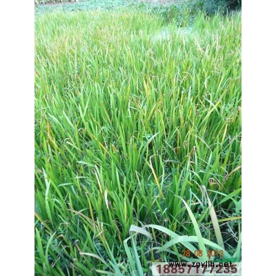 黑藻、温丝草、灯笼薇、转转薇，各种水生植物