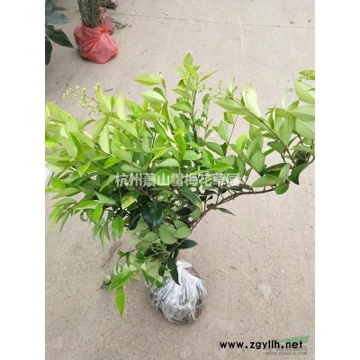 各种水生植物，芦苇、花叶芦苇、苇、芦、芦芛