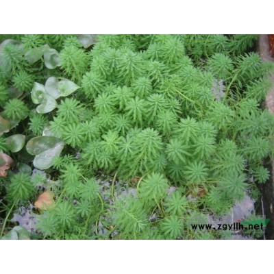 各种水生植物，雨久花，蓝花菜，浮蔷