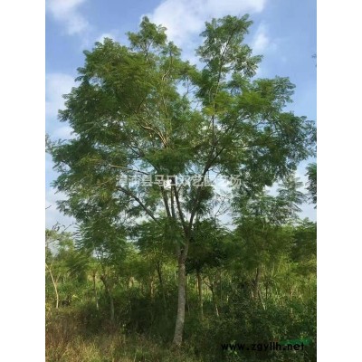 福建三角梅4，高度90-100公分，冠60-70公分，价格28元*新报价/三角梅4，高度90-100公分，冠60-70公分，价格28元图片