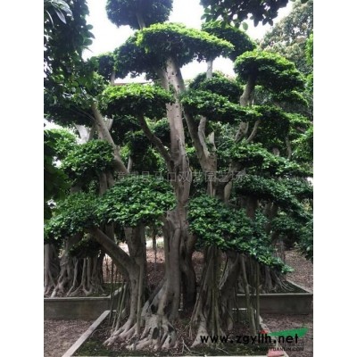 老人葵（华棕）5杆高3米，价格600元图片\老人葵（华棕）5杆高3米，价格600元报价