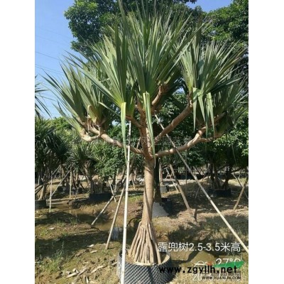 福建加拿利海枣1，杆高3米，价格28000元