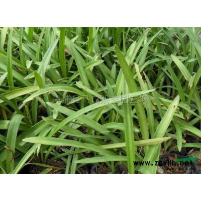 小天使*新价格/小天使报价