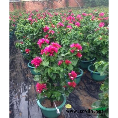 苏铁3*新价格/苏铁3报价