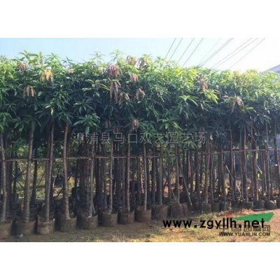 四季红三角梅5供应/四季红三角梅5图片