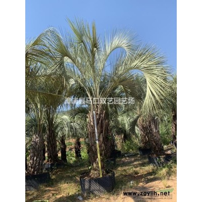 三角梅中国红4行情报价\三角梅中国红4图片展示