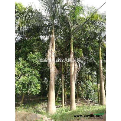 福建三角梅球，紫色3信息