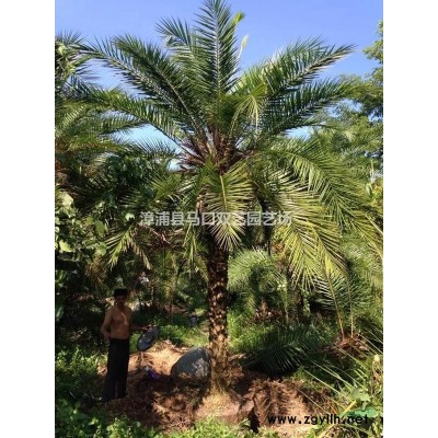 榕树桩景2*新价格/榕树桩景2报价