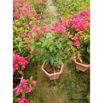 秋枫3行情报价\秋枫3图片展示