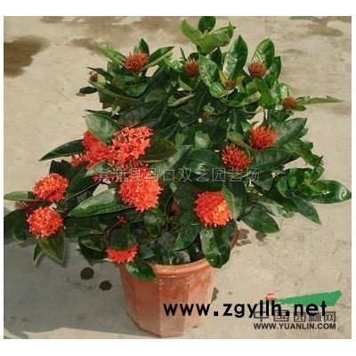 福建秋枫*新报价/秋枫图片