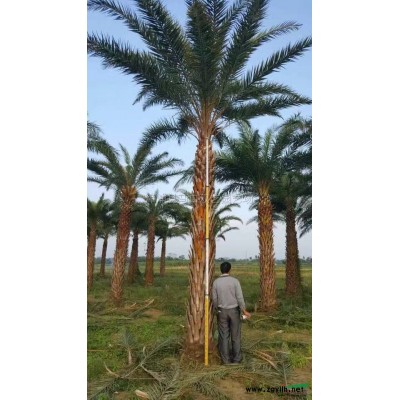 马尾铁2行情报价\马尾铁2图片展示